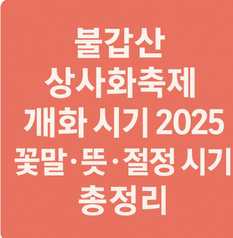 불갑산 상사화축제 개화 시기 2025 꽃말. 뜻. 절정 시기 총정리