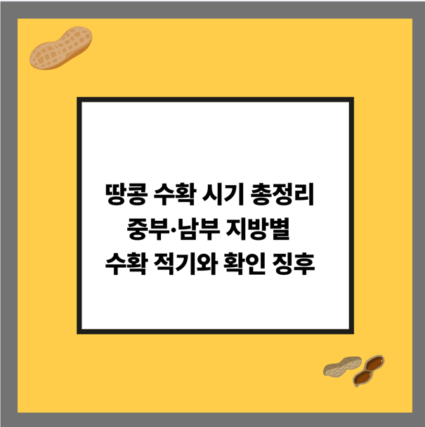 땅콩 수확 시기 총정리 중부·남부 지방별 수확 적기와 확인 징후