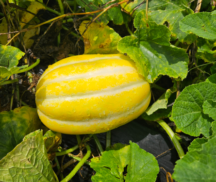 참외 보관법과 숙성 요령 총정리|달콤함 오래 유지하는 꿀팁