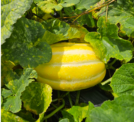 참외 보관법 전 준비 과정