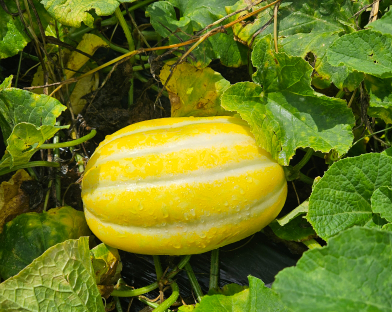 냉장 보관법 (신선도 유지 핵심)
