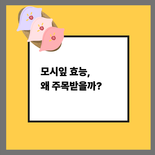 모시잎 효능, 왜 주목받을까?