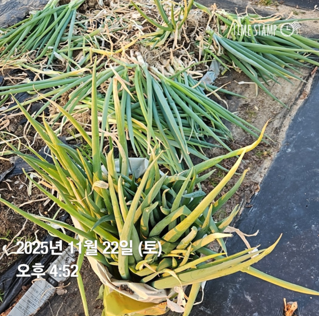 텃밭 대파 보관법 총정리｜겨울까지 싱싱하게 오래 보관하는 방법