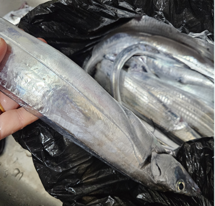 은갈치 손질법 완전정복|비린내 없이 손질하는 핵심 포인트